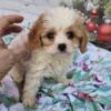 Tiny Cavapoo puppies