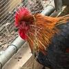 Le Grand Chickens