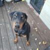 Year old male doberman