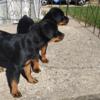 3 month old Rottweilers 1 boy and 1 girl 