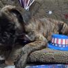 AKC Boxer Puppies