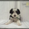 Mini aussiedoodle female tri colored 9 weeks- Ready Now