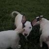 Beautiful Bull Terrier Puppies
