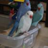 Hand Fed Baby Indian Ringnecks - Just Weaned - 9 weeks Old - Ready Now
