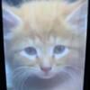 GORGEOUS ORANGE MAINECOON KITTEN 614-680-5251 text