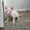 Sphynx kittens