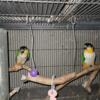 Proven pair of Caiques