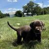 AKC registered Labrador retriever puppy