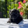 Shorkie puppies