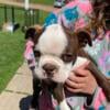 Boston terrier puppies