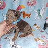 Harlequin pinschers min pin miniature pinscher 