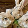 Does and Bucks!  Purebred Pedigreed Flemish Giant Rabbits