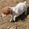 Female Jack Russell Terrier Puppy 