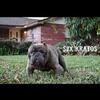 American bully