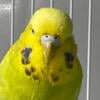 Young English Budgies for Adoption