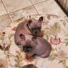 "REDUCED" AKC Blue Female Frenchie pups