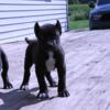 Pure bred Presa Canario puppies ukc registered