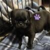 Lucy Black Female Pug Puppy