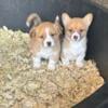 AKC Pembroke Welsh Corgi 