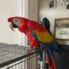 Male 11 Years Old Scarlet Macaw