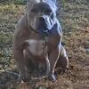 3 yr male bully
