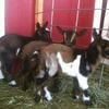 Nigerian Dwarf Goat Mini Nubian and Mini LaMancha goats all colors Arizona
