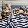 Bengal cat stud service offered