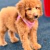 F1B Mini Goldendoodle