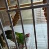 Green Cheek Conure
