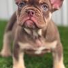 French Bulldog Puppy - "Most Desirable Color" Rojo and Tan Male Fully AKC Registered and Health Certificate