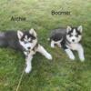 Pomsky Puppies for sale