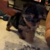 Teacup Male Yorkie Now Available