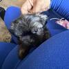 "Charming Yorkie Puppies: Your Bundle of Joy Awaits For sale