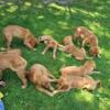 Golden retriever puppies