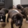 UKC AMERICAN PIT BULL  TERRIERS  FOR SALE