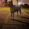 Cane Corso 3 years old