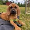 Akc Bloodhound puppies For Sale