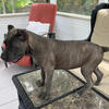 Beautiful Cane Corso Puppies