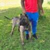 Presa Canario puppies 