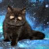 CFA Registered Exotic Short hair 11 week old kitten