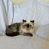 Persian cats looking for great homes