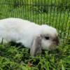 Male Holland lop rabbit