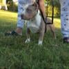 American Bully Male looking for a new couch