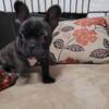 Playful,socialized French Bulldog puppies