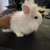 Lion head bunnies 