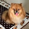 1 yr. old Full bred Pomeranian