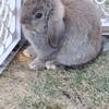 Dwarf lop Cuddle bunnies $30 ea. 8 weeks old