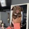 Female Exotic Bully Puppy