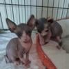 Sphynx kittens  available in N. California