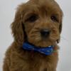 F1BB goldendoodle - Blue